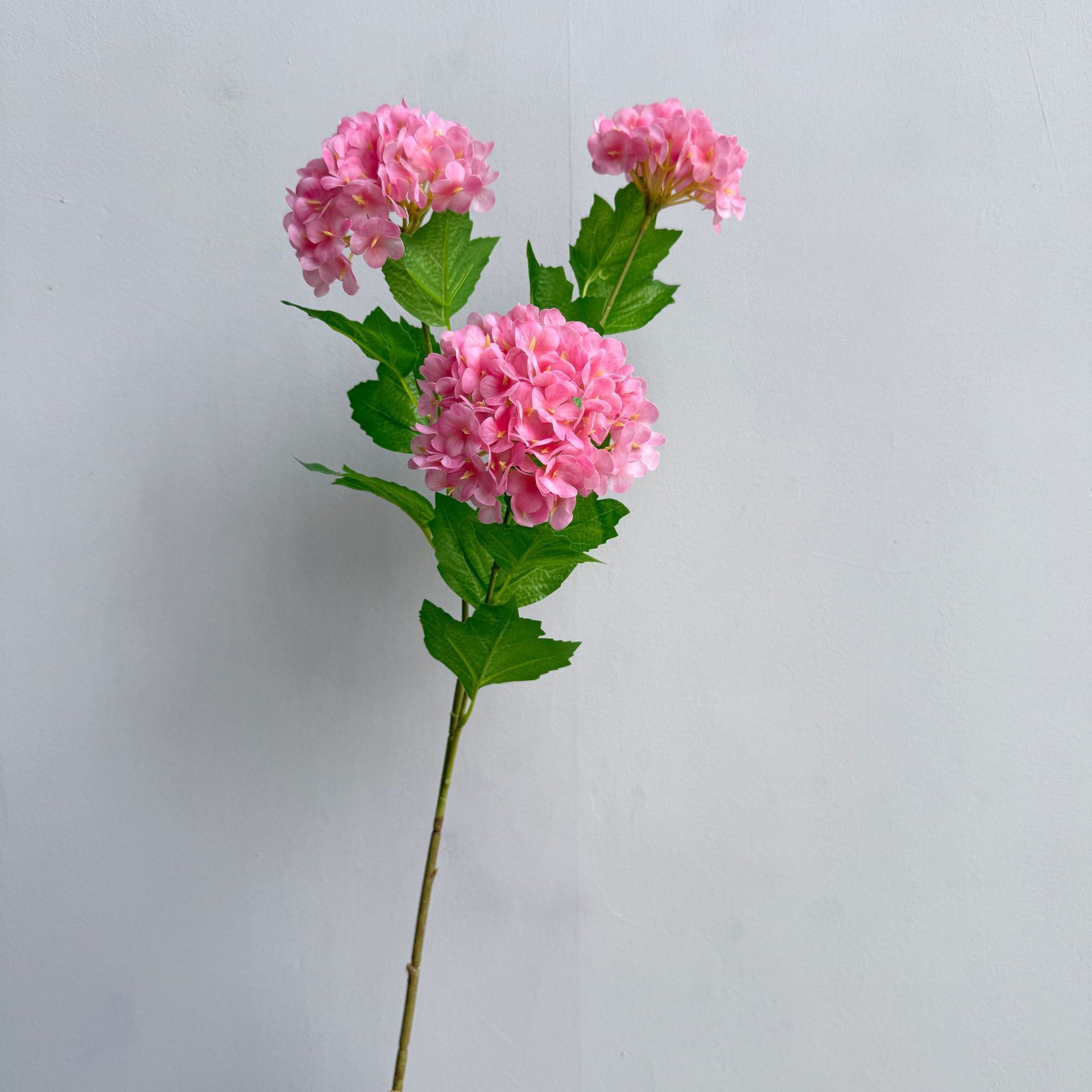 Rosa caldo