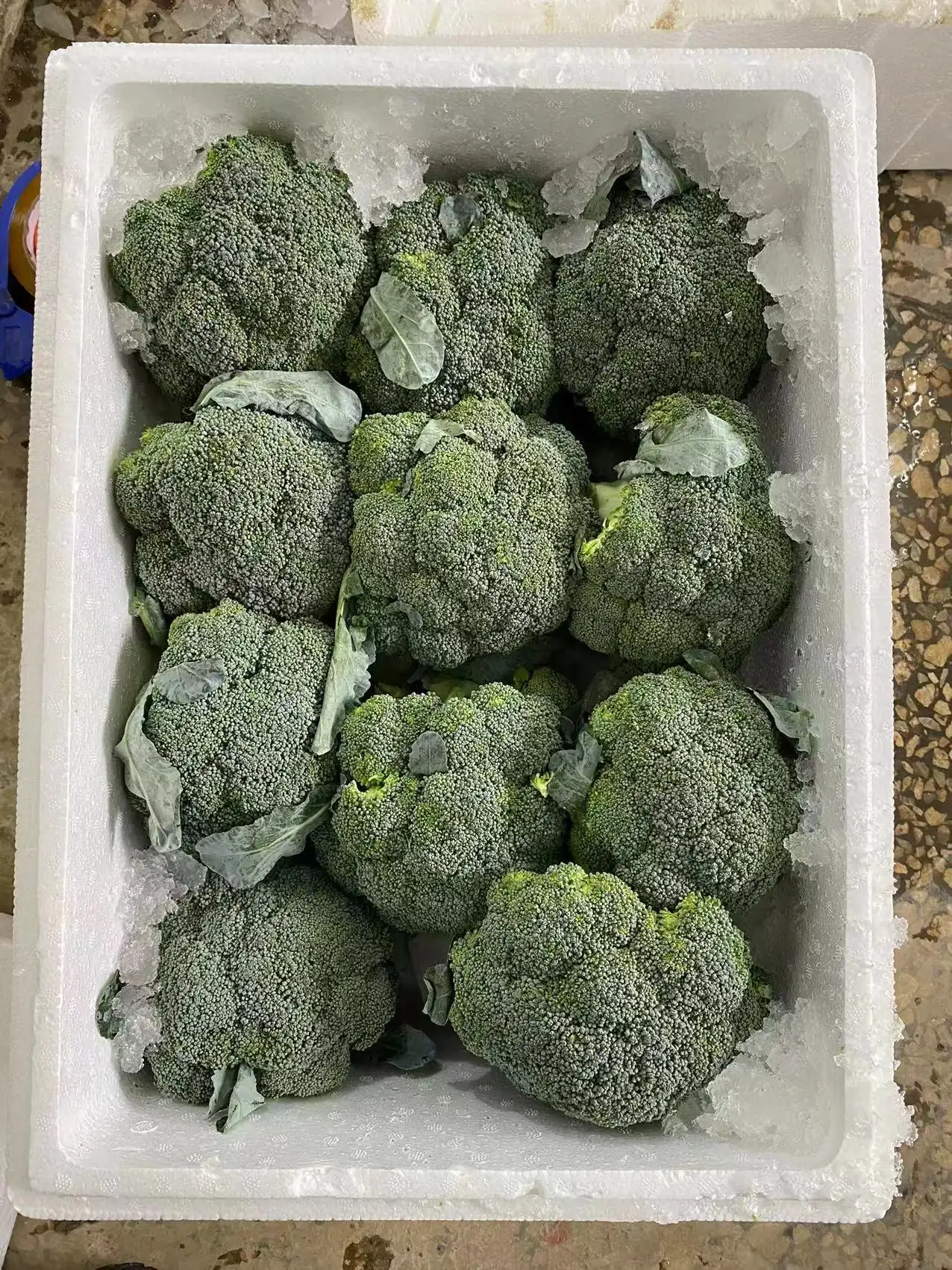 Cina verdure fresche Premium Broccoli freschi biologici