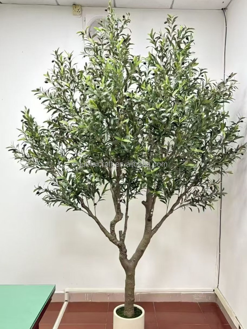 Olivo di 240 centimetri