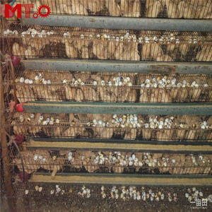 Quail Farmers <strong>Use</strong> Quail Cages Equipped with <strong>Automatic</strong> Feeding System - Product Image 4