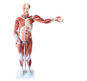 Yumuşak silikon insan kas anatomisi doğa modelleri yaşam boyutu İnsan vücudu kas anatomik modeli - Product Image 4