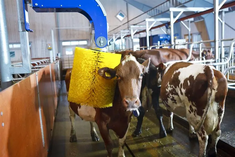 Rodillo de limpieza de cuerpo de vaca, accesorio para limpieza automática de ganado, fabricante directo