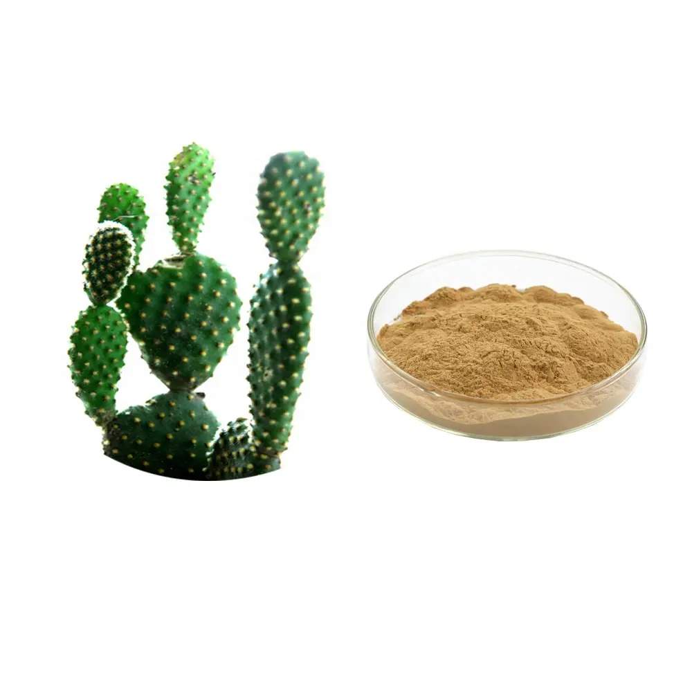 Extracto de Cactus en polvo TLC 20:1 Opuntia dillenii Haw Extracto de planta de Cactus