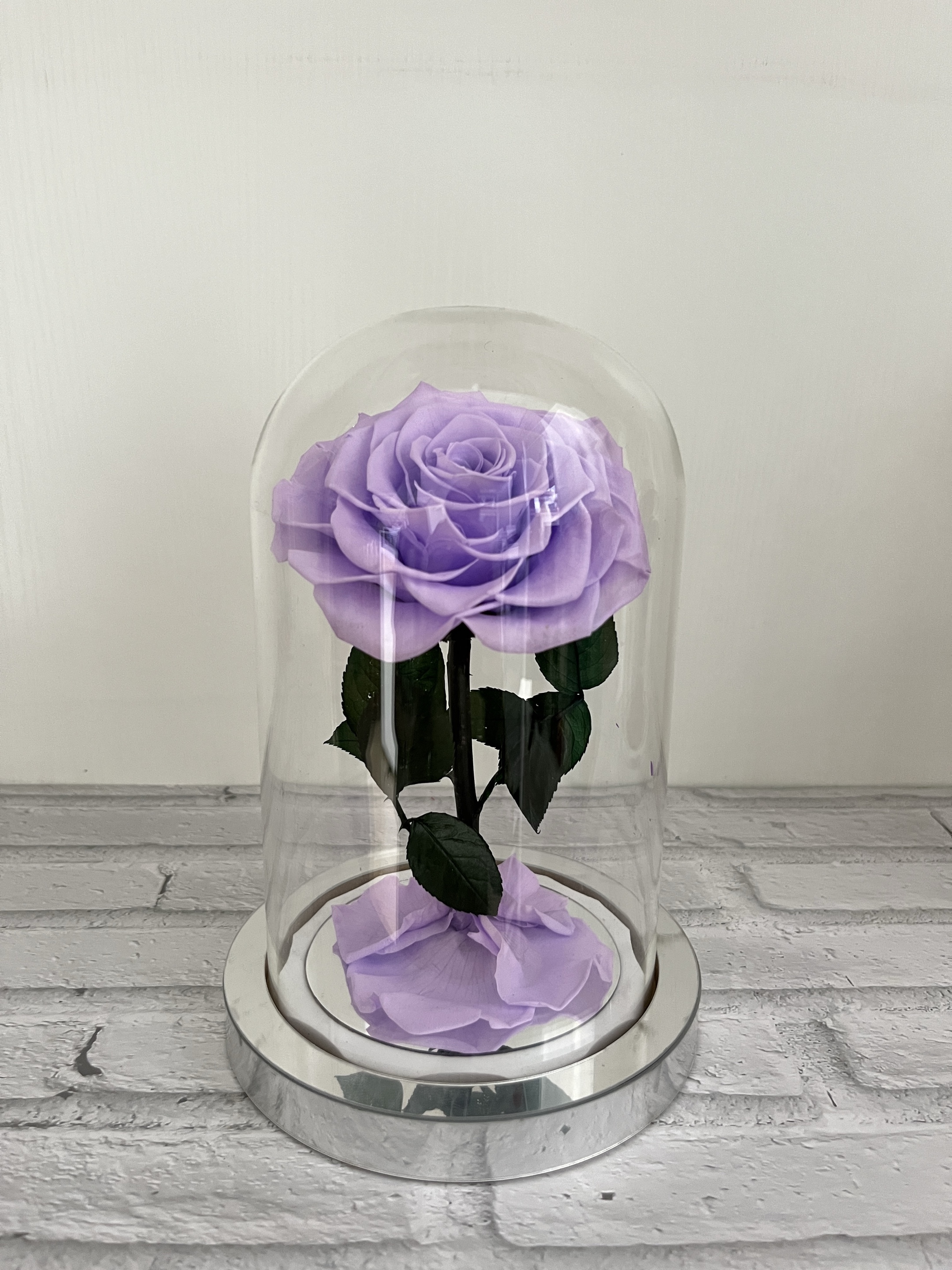 Viola