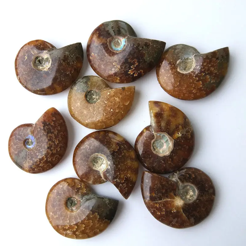 Madagascar Snail Crystal Stone Ammonite Fossils Conch crafts for sale
