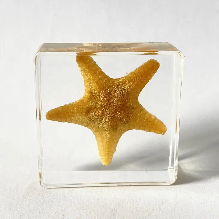 Taxidermia Animal seguro acrílico artesanía juguetes educativos estrella de mar bloque para Decoración