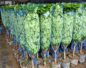 Ağaç bitkileri siparişe göre işleme hizmeti PP plastik genişletilebilir Net boru ambalaj koruyucu ağlar - Product Image 3