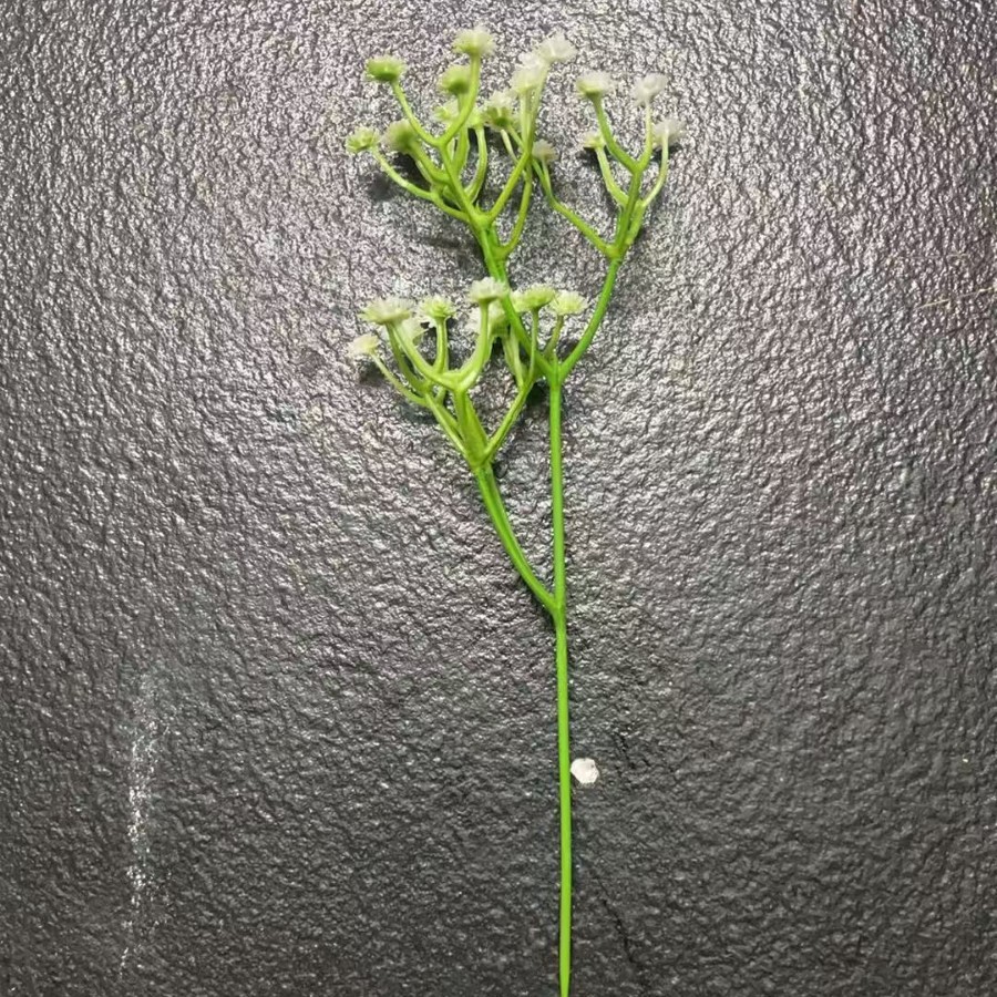 Gipophila 29cm