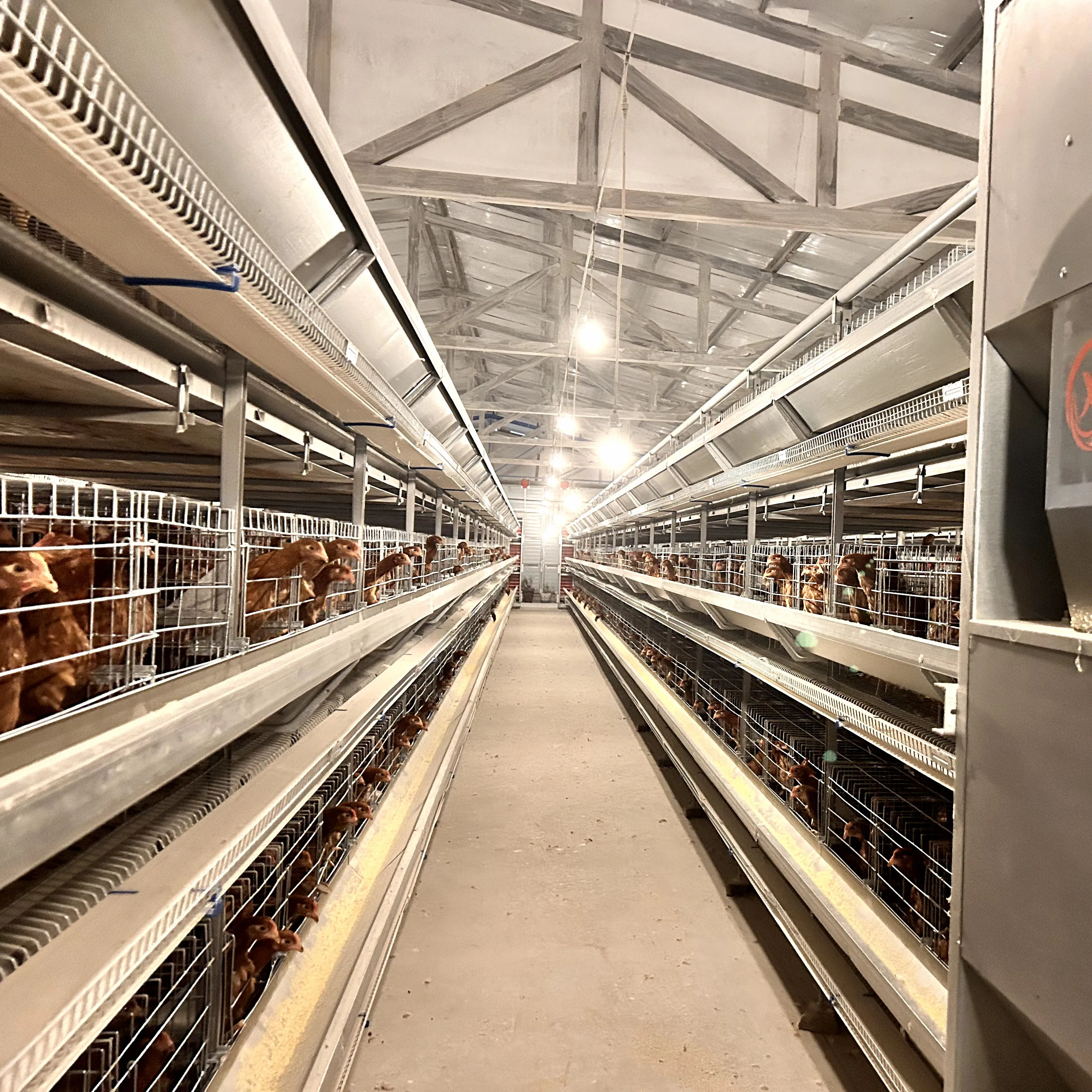 Équipement de ferme avicole Cage de batterie automatique pour poules pondeuses