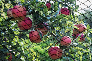 Nylon Anti Pheasant <strong>Net</strong> Anti Bird <strong>Net</strong> Catching Bird <strong>Net</strong> - Product Image 5
