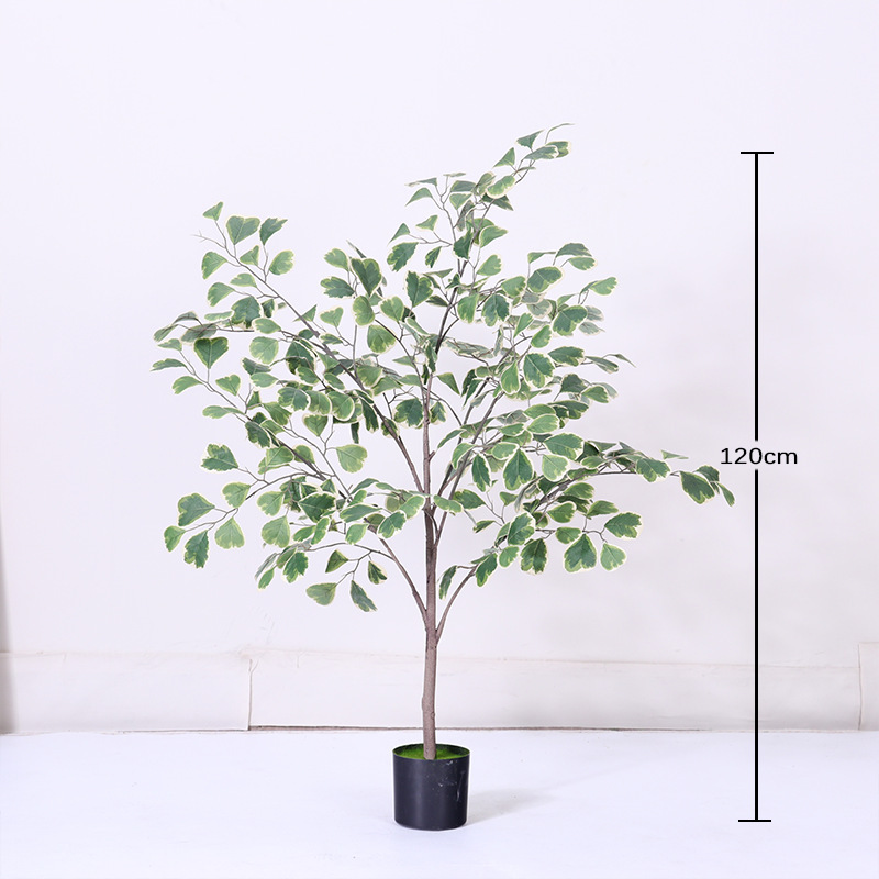 Ficus triangulaire - 120cm