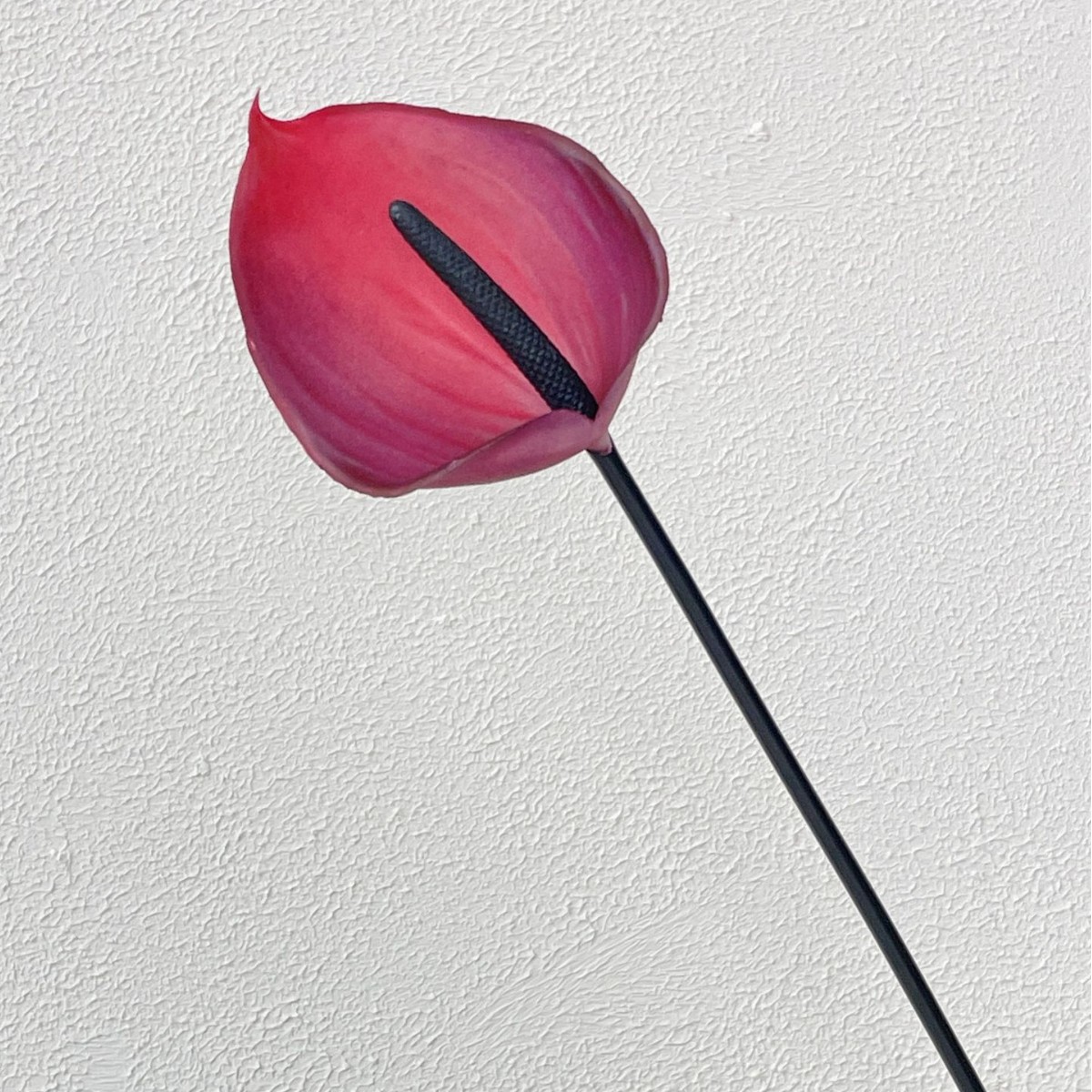 Pourpre