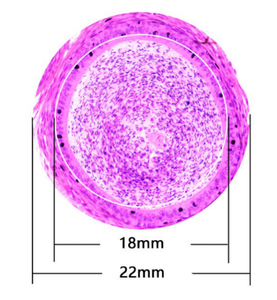 BestScope-Microscopio biológico binocular de enseñanza de alto nivel, equipo de laboratorio de alta precisión deslizante, de alta precisión, para el sistema de enseñanza, BestScope - Product Image 5
