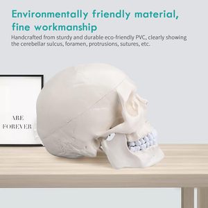 Medical Adult Skull Anatomical Model Life Size <strong>Human</strong> Skull Model <strong>3</strong> Parts Lab with Removable Skull Articulated Models - Product Image 4