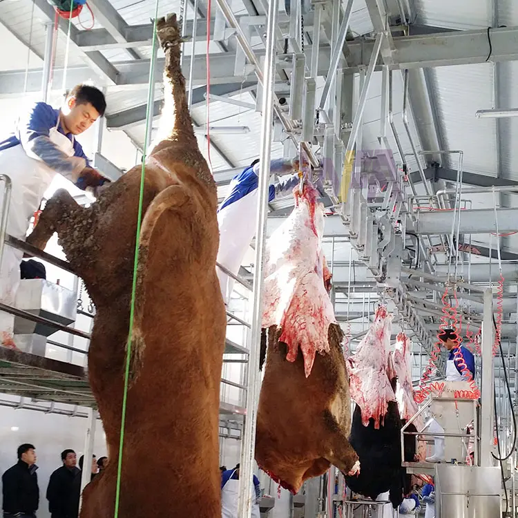 Solution clé en main projet d'abattoir 100 bovins par quart équipement de ligne d'abattage de traitement de vache machine d'abattoir de buffle