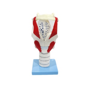 Human Medical Functional Enlarged Anatomical <strong>Larynx</strong> Model for Teaching - Product Image 1