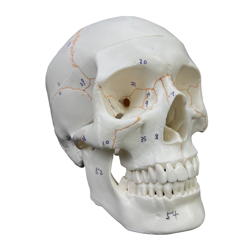 Crâne blanc européen avec sutures attachées