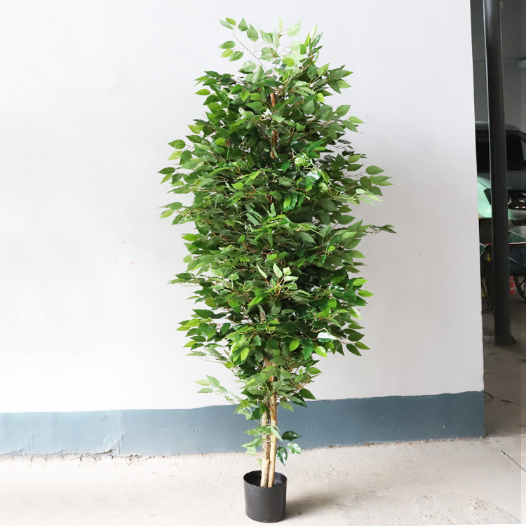 Pot en plastique Ficus 1,8M