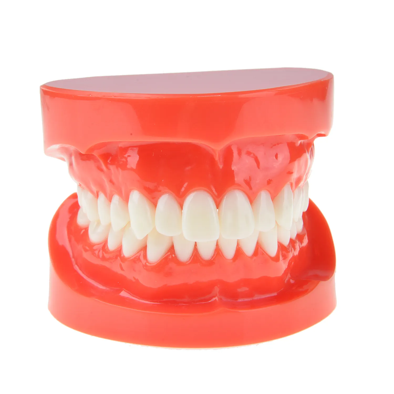 Modelo de dientes dentales de tamaño estándar Azdent, modelos de estudio de ortodoncia para estudiantes