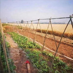 2m*60m 15cm*15cm Plant Support <strong>Net</strong> Good Price Polyethylene PE Cucumber Grid Frame <strong>Net</strong> for Crawling Plant Support <strong>Net</strong> - Product Image 3