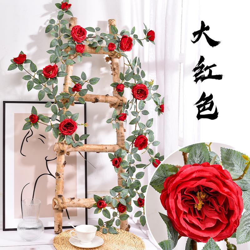 Vigne Austin Rose - Rouge