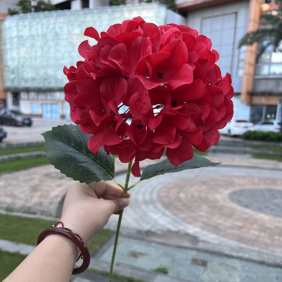 Hortensia coréen à une tête - rouge vif