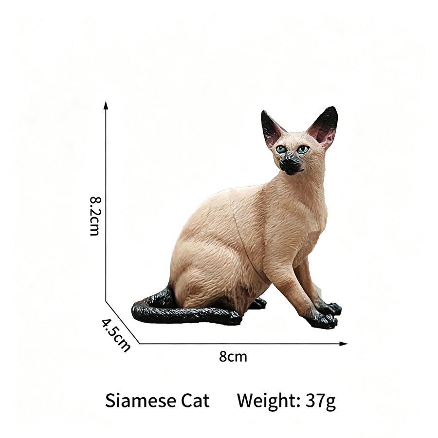 chat siamois