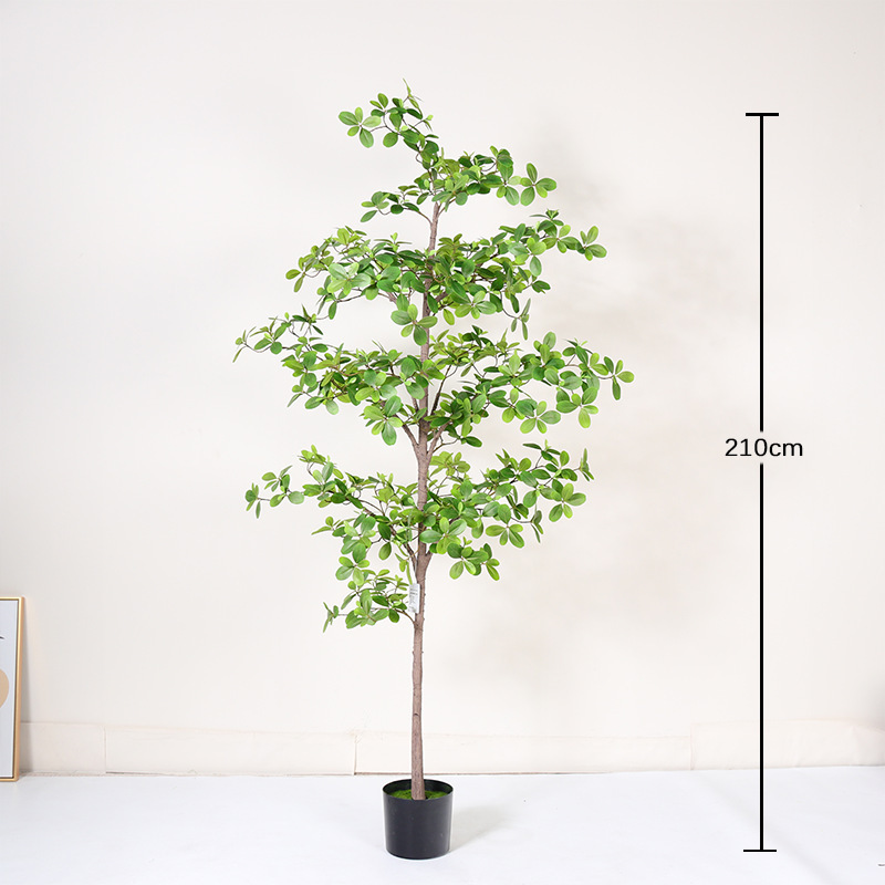 210cm