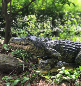 Bluelizard-动画逼真的真人大小大动画动物移动鳄鱼动物园