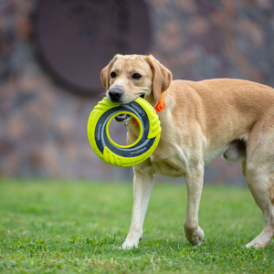 ペット玩具軽量フライングディスクTPRキャンバスソフトフェッチフライヤーソーサースローフローティングスポーツ犬フリスビー屋外トレーニング - Product Image 6