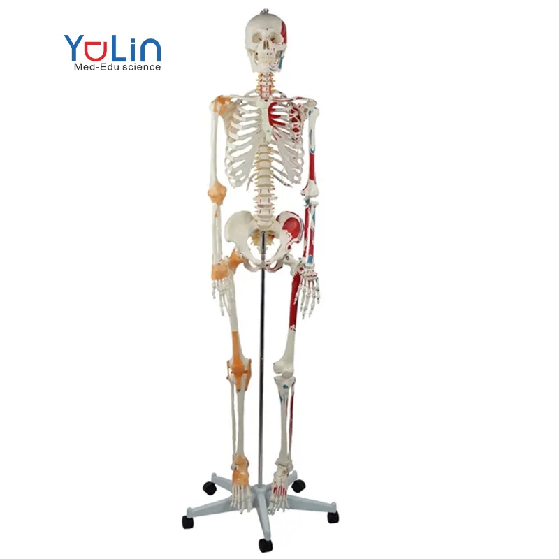 Modelo de esqueleto humano 180cm, modelo de esqueleto anatômico tamanho da vida, esqueleto de plástico com ligações articulares de coluna