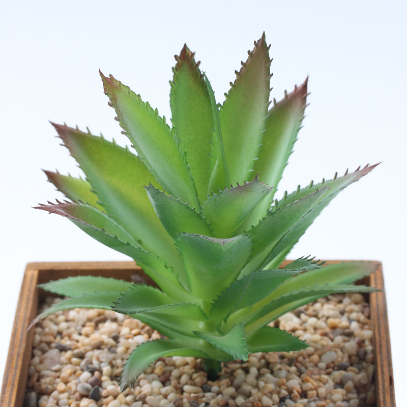 Colorful---Pineapple Head