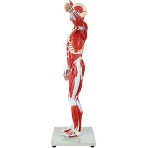 人間の筋肉器官モデル半生サイズ筋肉図取り外し可能臓器人間の筋肉解剖学モデル27部 - Product Image 6