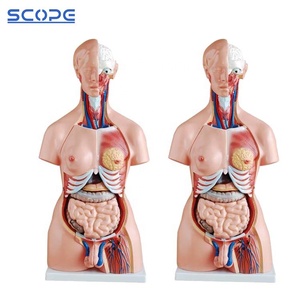 Medical Anatomical Models PVC 85cm <strong>Human</strong> Hermaphroditic Torso 23 Parts Visceral Anatomy Model - Product Image 4