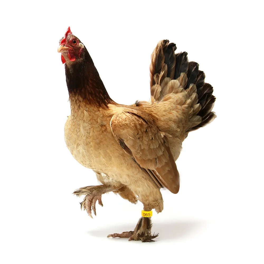 Cincin Kaki Ayam Plastik Dapat Disesuaikan Cincin Kaki Ayam Cincin Kaki Unggas Band