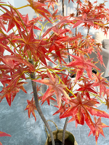 人工プラスチック秋の木中国の大きな植物カエデ人工木屋内リアルタッチ鉢植え工芸品 - Product Image 3