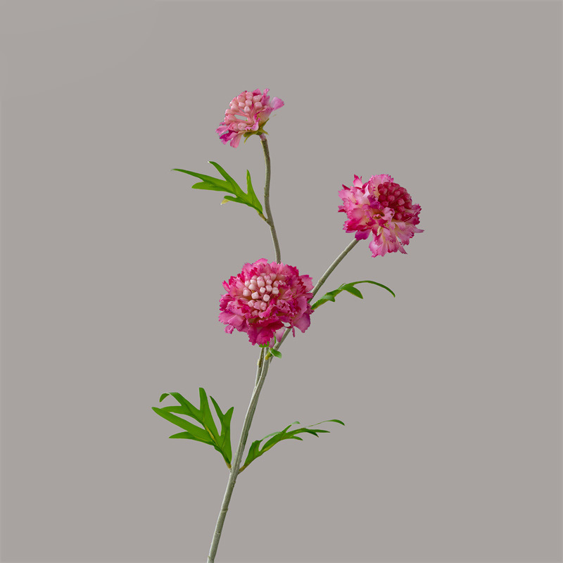 rose vif