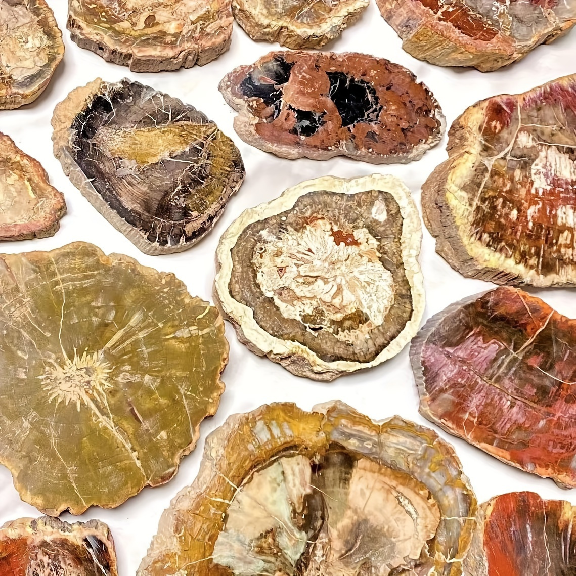 Tranches de fossiles de bois pétrifié