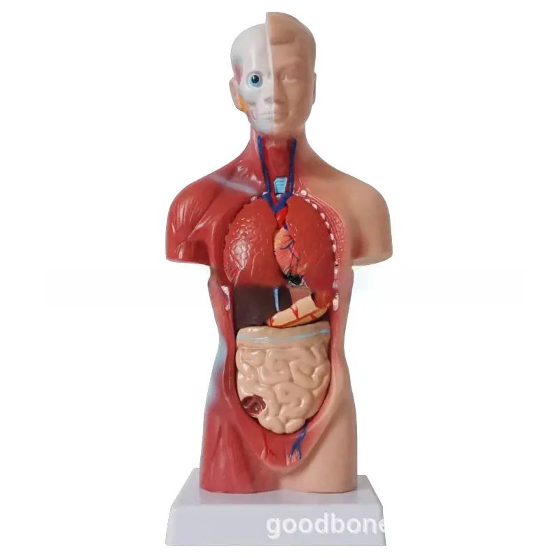 Muscoli del tronco umano medico di alta qualità modello anatomia organi manichino per chirurgia abilità formazione formazione