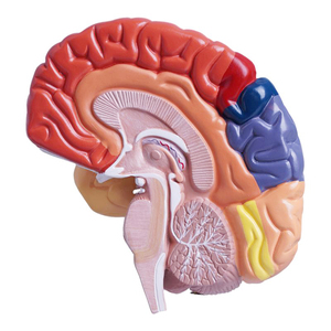Anatomie der menschlichen Knochen Funktions bereich der rechten Hemisphäre Modell der Gehirn anatomie Medizinische Lehre Gehirn modell Farbe