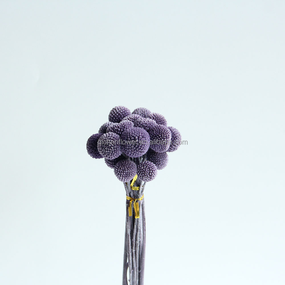 Raisin violet