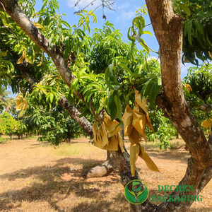 Mango Growing Bags Fruit Protection Bag Mango - Product Image 2