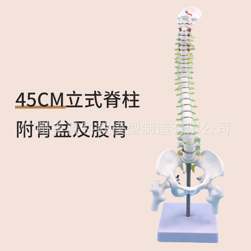 Colonne vertébrale verticale de 45 cm fixée au bassin et au fémur