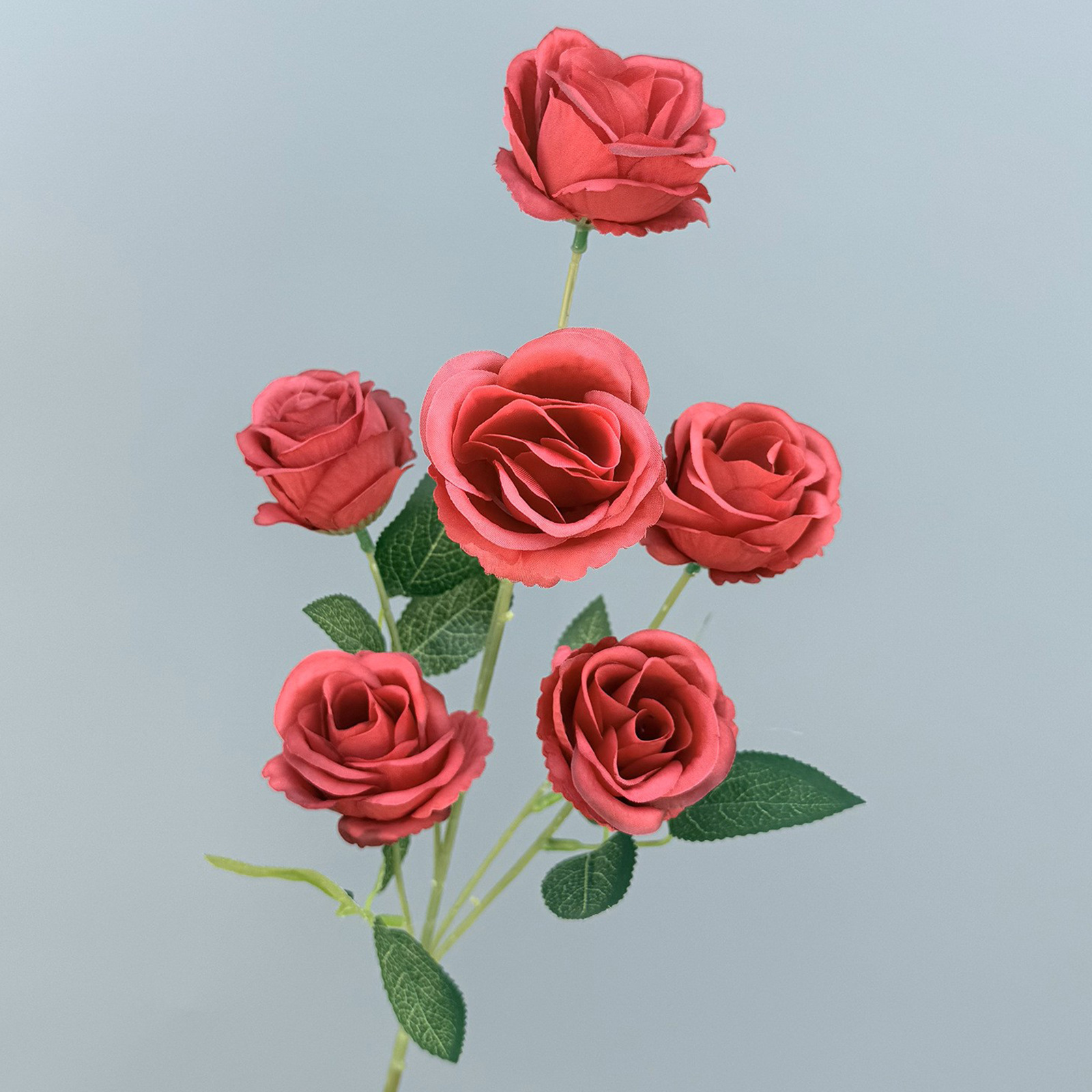 Rose garance