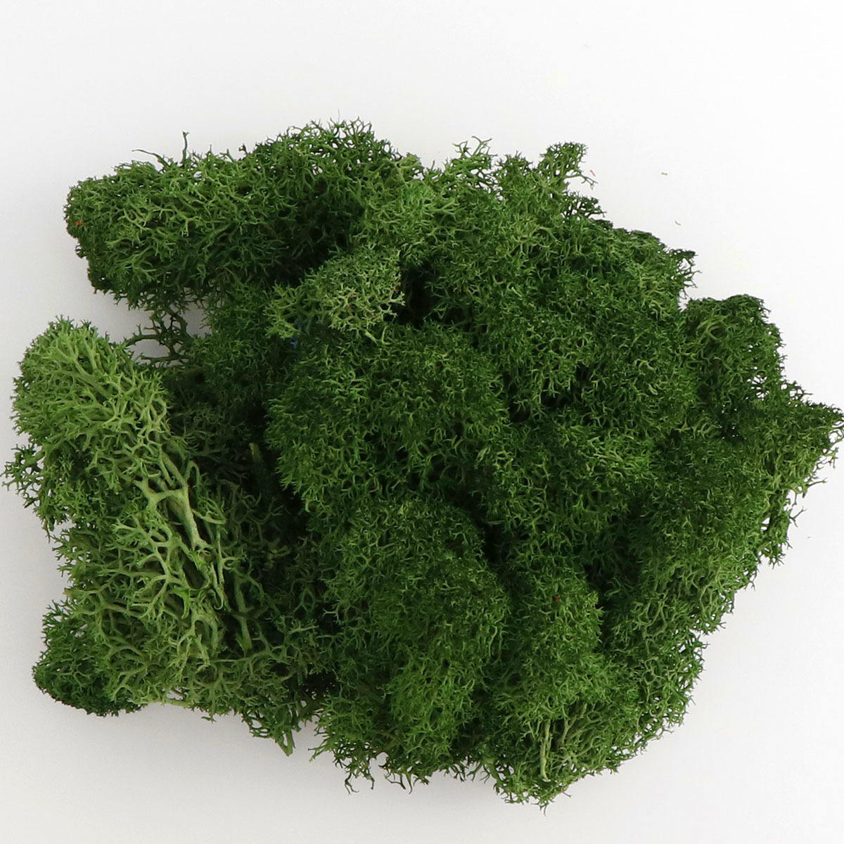 Menthe