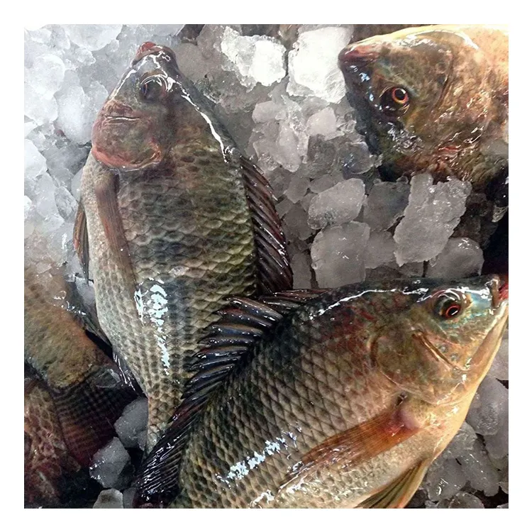 Tilapia intera congelata di dimensioni 500 a 700 gm di pesce fresco congelato Tilapia frutti di mare