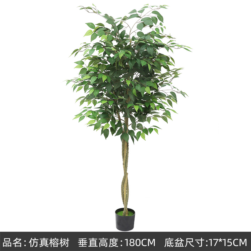 petit banian vert 180cm