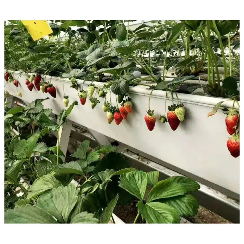 Fornecedor direto de fábrica de plantio de plástico agrícola para legumes e frutas saudáveis