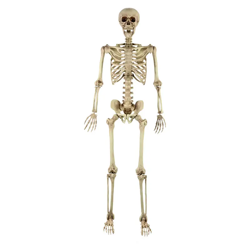 Trong Nhà/Ngoài Trời Sử Dụng Halloween Trang Trí Nhựa Cuộc Sống Kích Thước Đầy Đủ Cơ Thể Thực Tế Bánh Răng Di Chuyển Khớp Halloween Skeleton