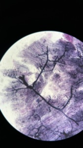 Medical University Laboratory Teaching Research Project Human Histology Prepared Slides of Human Motor <strong>Nerve</strong> - Product Image 5